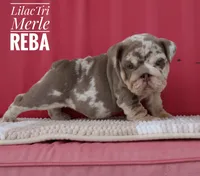 Reba, a female English Bulldog for sale in Dumas, TX – 7 of 10