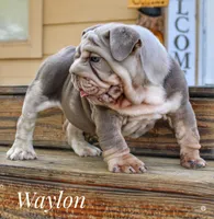 Waylon, a male English Bulldog for sale in Dumas, TX – 3 of 8