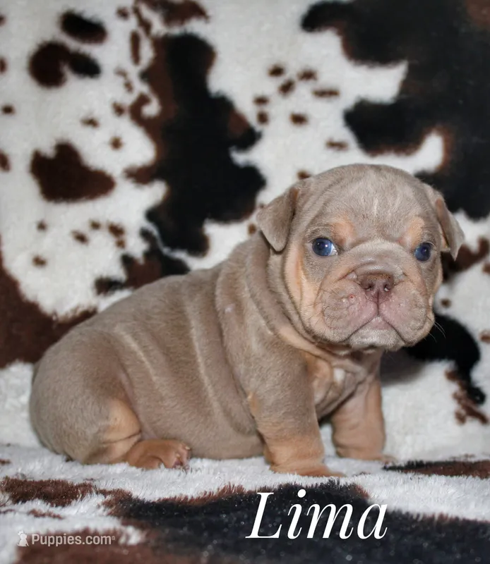 Lima – English Bulldog puppy for sale in Dumas, TX