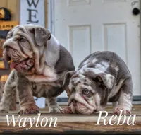 Waylon, a male English Bulldog for sale in Dumas, TX – 8 of 8