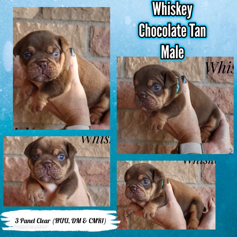Whiskey – English Bulldog puppy for sale in Dumas, TX
