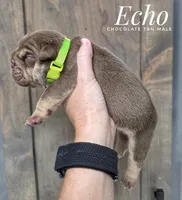 Echo, a male English Bulldog for sale in Dumas, TX – 2 of 2