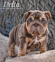 Delta, a female English Bulldog for sale in Dumas, TX – 1 of 7