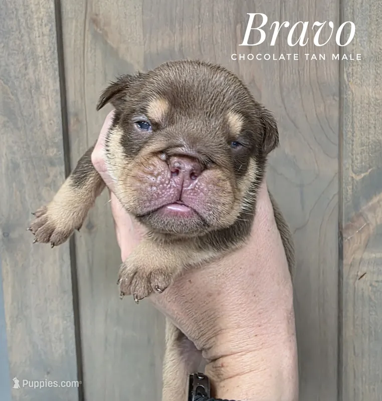 Bravo – English Bulldog puppy for sale in Dumas, TX
