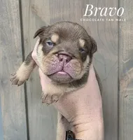 Bravo, a male English Bulldog for sale in Dumas, TX – 1 of 2
