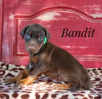 Bandit, a male Doberman Pinscher for sale in Dumas, TX – 2 of 5