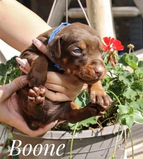 Boone – Doberman Pinscher puppy for sale in Dumas, TX