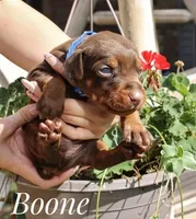 Boone, a male Doberman Pinscher for sale in Dumas, TX – 1 of 4