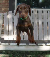 Bandit, a male Doberman Pinscher for sale in Dumas, TX – 3 of 7