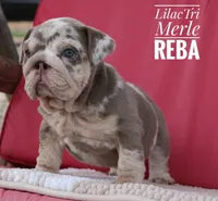 Reba, a female English Bulldog for sale in Dumas, TX – 10 of 10