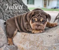 Juliett, a female English Bulldog for sale in Dumas, TX – 10 of 10