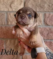 Delta, a female English Bulldog for sale in Dumas, TX – 4 of 7