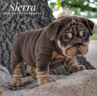 Sierra, a female English Bulldog for sale in Dumas, TX – 4 of 10