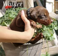 Walker, a male Doberman Pinscher for sale in Dumas, TX – 2 of 3