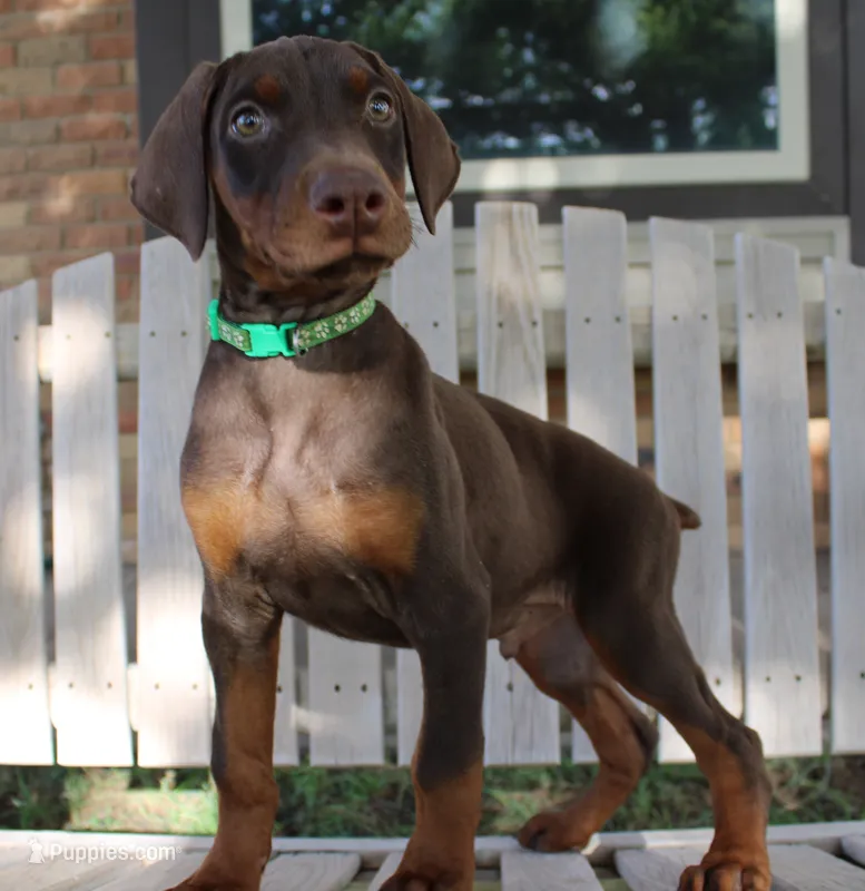 Bandit – Doberman Pinscher puppy for sale in Dumas, TX