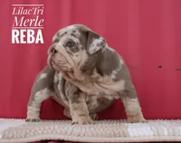 Reba, a female English Bulldog for sale in Dumas, TX – 9 of 10