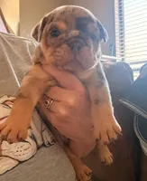 Stanley, a male English Bulldog for sale in Dumas, TX – 2 of 6