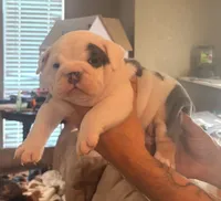 Tommy, a male English Bulldog for sale in Dumas, TX – 2 of 5
