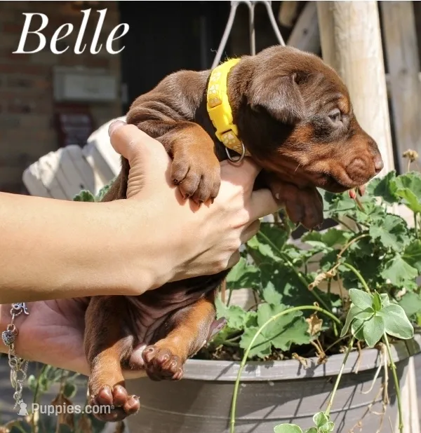 Belle – Doberman Pinscher puppy for sale in Dumas, TX