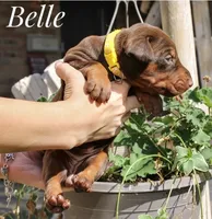 Belle, a female Doberman Pinscher for sale in Dumas, TX – 1 of 3