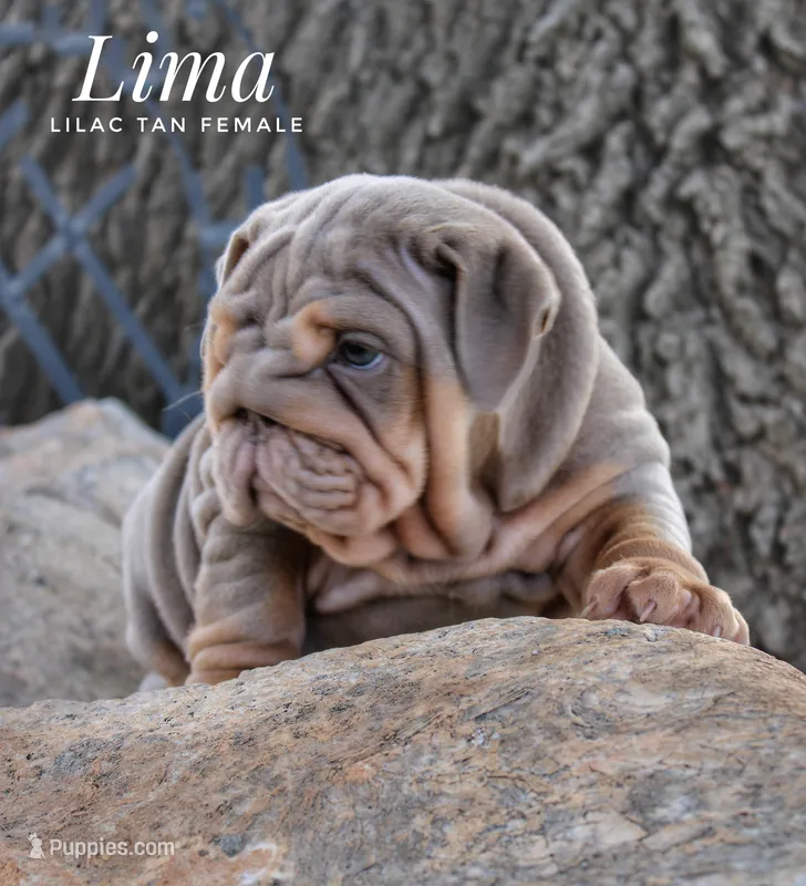 Lima – English Bulldog puppy for sale in Dumas, TX