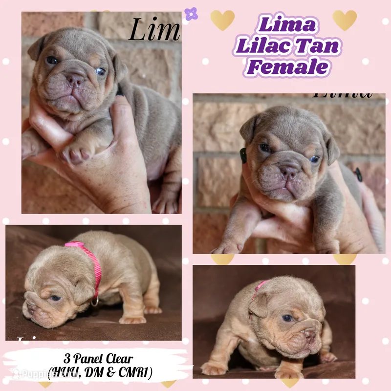 Lima – English Bulldog puppy for sale in Dumas, TX