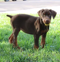 Belle, a female Doberman Pinscher for sale in Dumas, TX – 5 of 6