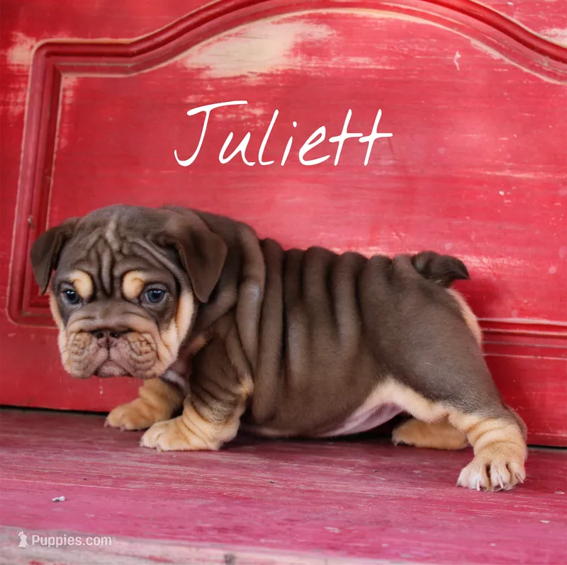 Juliett – English Bulldog puppy for sale in Dumas, TX