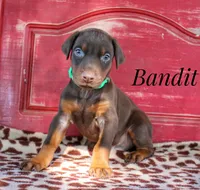 Bandit, a male Doberman Pinscher for sale in Dumas, TX – 3 of 5