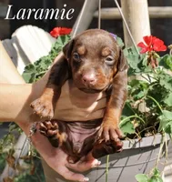 Laramie, a female Doberman Pinscher for sale in Dumas, TX – 3 of 3