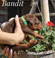 Bandit, a male Doberman Pinscher for sale in Dumas, TX – 4 of 6