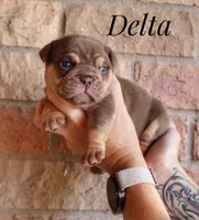 Delta, a female English Bulldog for sale in Dumas, TX – 2 of 7