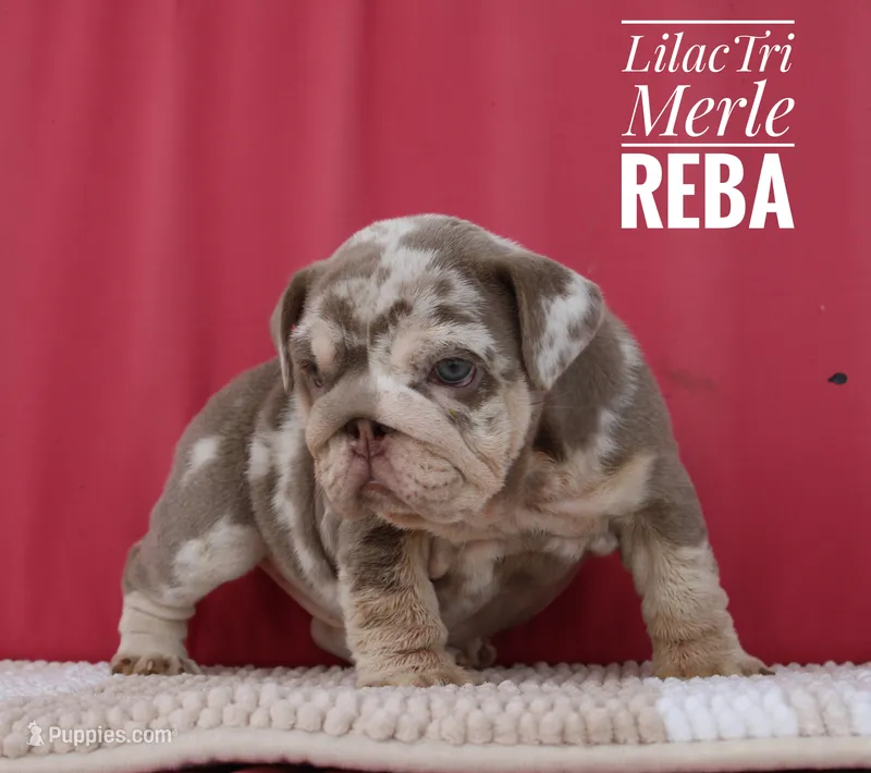Reba – English Bulldog puppy for sale in Dumas, TX