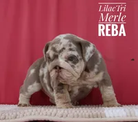 Reba, a female English Bulldog for sale in Dumas, TX – 1 of 10