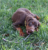 Belle, a female Doberman Pinscher for sale in Dumas, TX – 4 of 6