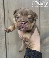 Whiskey, a male English Bulldog for sale in Dumas, TX – 1 of 2