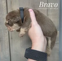 Bravo, a male English Bulldog for sale in Dumas, TX – 2 of 2