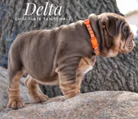 Delta, a female English Bulldog for sale in Dumas, TX – 5 of 7
