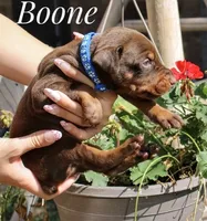 Boone, a male Doberman Pinscher for sale in Dumas, TX – 3 of 4
