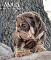 Sierra, a female English Bulldog for sale in Dumas, TX – 9 of 10