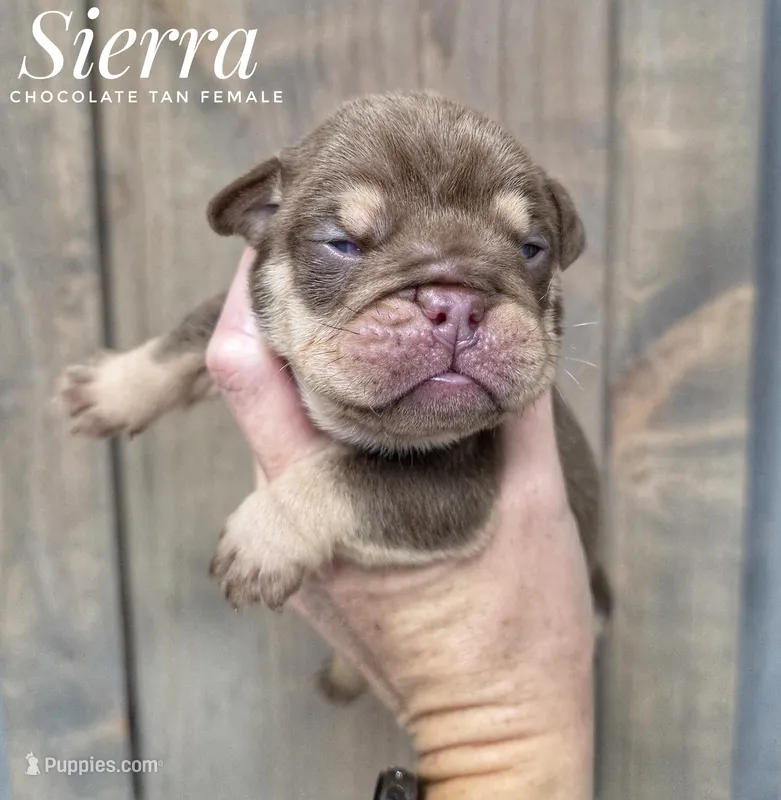 Sierra – English Bulldog puppy for sale in Dumas, TX