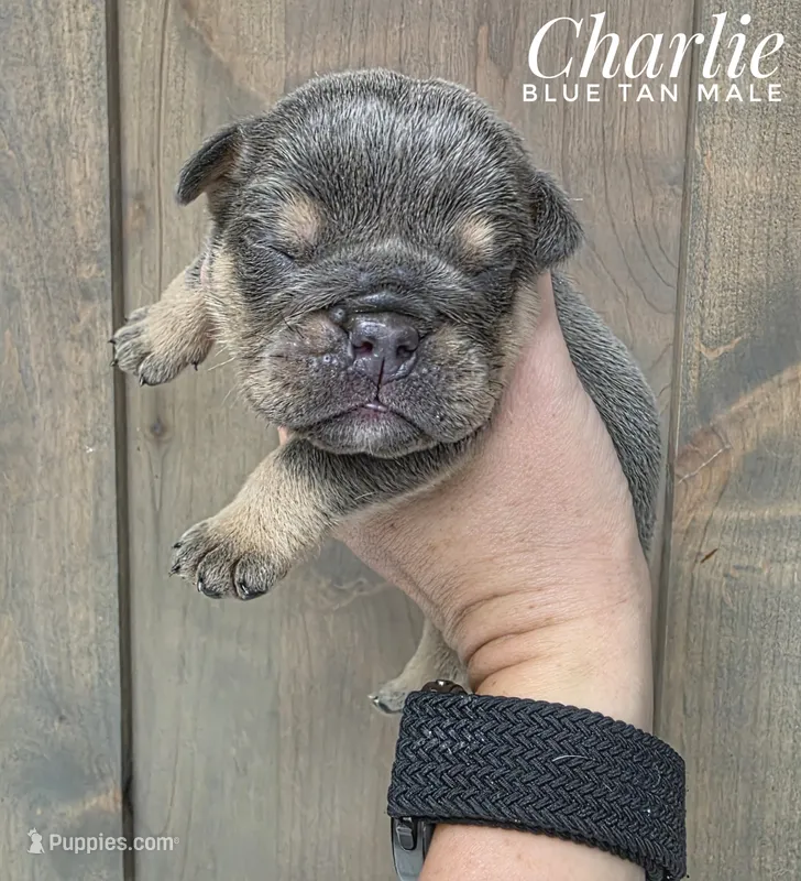Charlie – English Bulldog puppy for sale in Dumas, TX