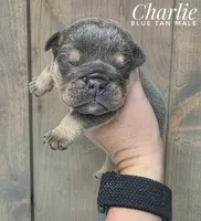 Charlie, a male English Bulldog for sale in Dumas, TX – 1 of 2