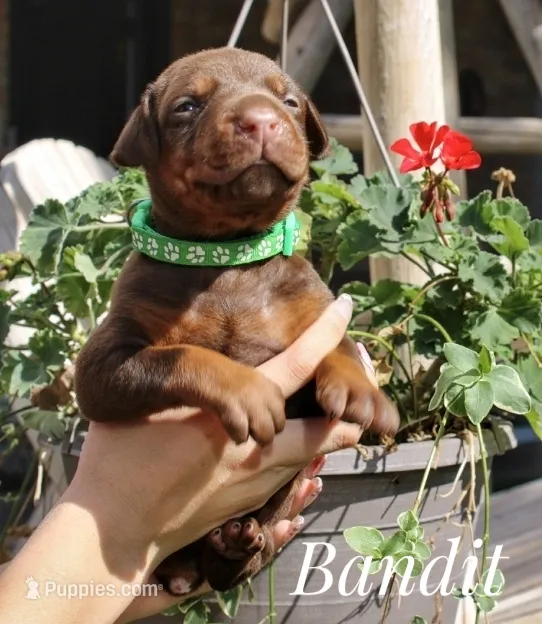 Bandit – Doberman Pinscher puppy for sale in Dumas, TX