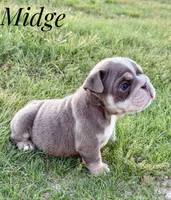 Midge, a female English Bulldog for sale in Dumas, TX – 4 of 4