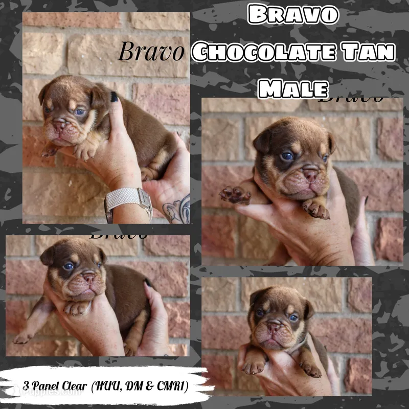 Bravo – English Bulldog puppy for sale in Dumas, TX