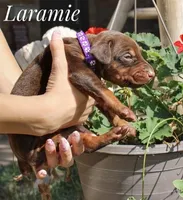 Laramie, a female Doberman Pinscher for sale in Dumas, TX – 2 of 3