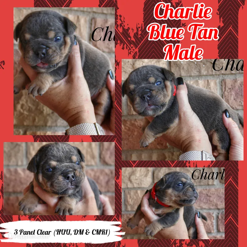 Charlie – English Bulldog puppy for sale in Dumas, TX