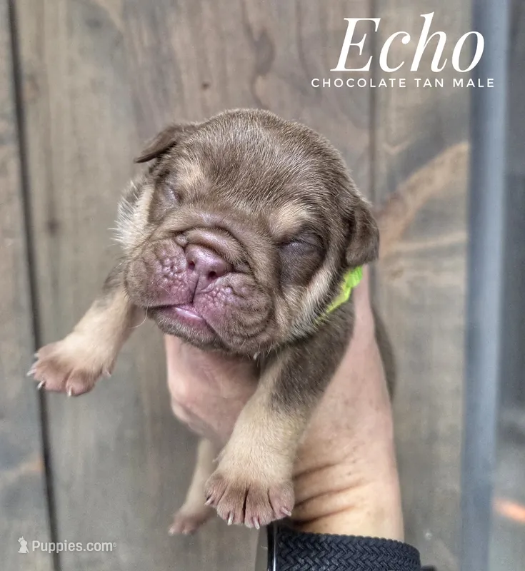Echo – English Bulldog puppy for sale in Dumas, TX