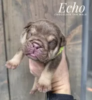 Echo, a male English Bulldog for sale in Dumas, TX – 1 of 2